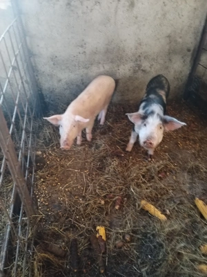 Vând purcei! Mai multe detalii la telefon!  - imagine 2