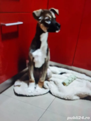 Catel in varsta de 4 luni vaccinat si deparazitat - imagine 3