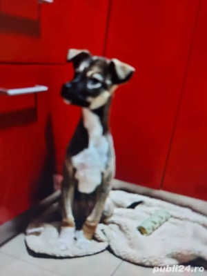 Catel in varsta de 4 luni vaccinat si deparazitat - imagine 2