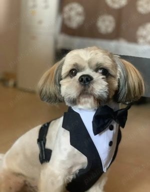 De vânzare Shi Tzu  - imagine 3