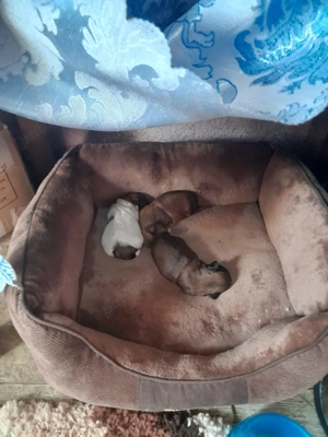 De vânzare Shi Tzu  - imagine 2