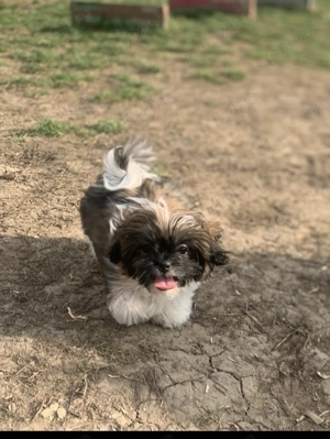 De vânzare Shi Tzu  - imagine 4