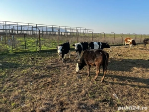 vand viteii romanesti  - imagine 4