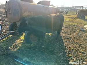 vand viteii romanesti  - imagine 3