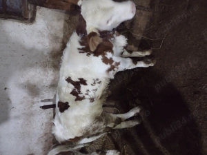 Vând doi tăurași  - imagine 2