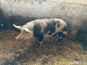 vand viteii romanesti  - imagine 5