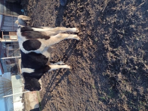 Vând doi tăurași  - imagine 5