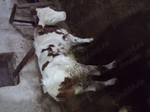 Vând doi tăurași  - imagine 3