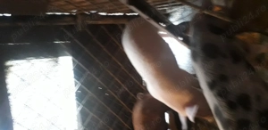 Cind  grăsun pt.rotisor in jur de 70 kg