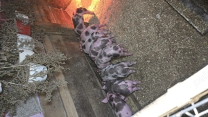 Purceii pietrean  belgian au 6 săptămâni și mănâncă foarte bn  - imagine 5