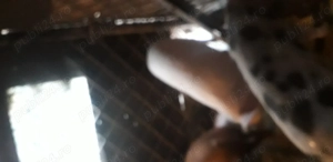 Cind  grăsun pt.rotisor in jur de 70 kg - imagine 4