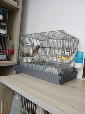 Vand hibrizi de petrus 2025 - imagine 2