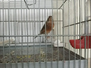 Vand hibrizi de petrus 2025 - imagine 3