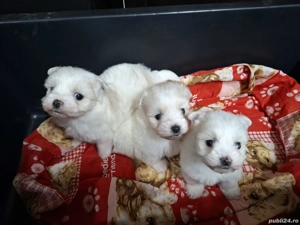 Bichon Maltez Mini  - imagine 5