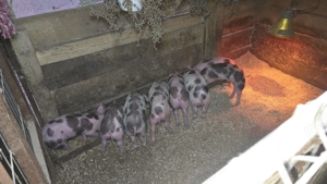 Purceii pietrean  belgian au 6 săptămâni și mănâncă foarte bn  - imagine 2