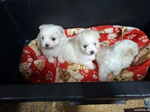 Bichon Maltez Mini  - imagine 2