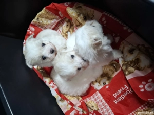 Bichon Maltez Mini  - imagine 4