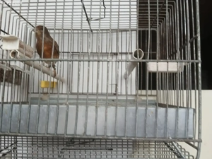 Vand hibrizi de petrus 2025 - imagine 5