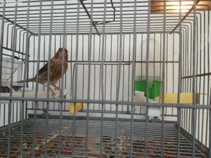 Vand hibrizi de petrus 2025 - imagine 4