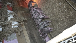 Purceii pietrean  belgian au 6 săptămâni și mănâncă foarte bn  - imagine 3