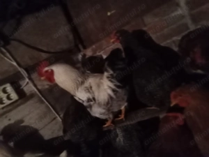 Cocos și Rete mute de vînzare  - imagine 2