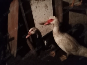 Cocos și Rete mute de vînzare  - imagine 3