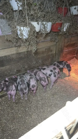 Purceii pietrean  belgian au 6 săptămâni și mănâncă foarte bn  - imagine 4