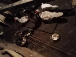 Cocos și Rete mute de vînzare  - imagine 4