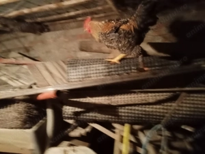 Cocos și Rete mute de vînzare  - imagine 5