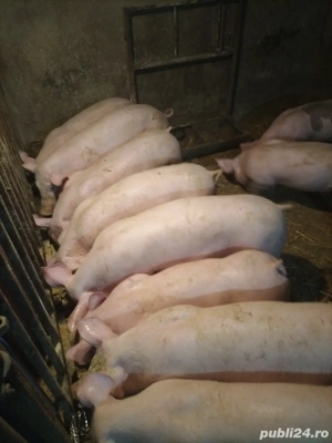 purcei de vanzare