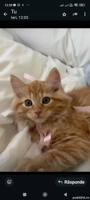 Norvegiană de Pădure  - imagine 2