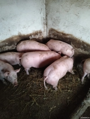 purcei pt rotisor sau de crescut 