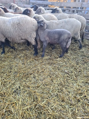 miel de vânzare 22 kg