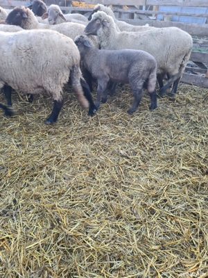 miel de vânzare 22 kg - imagine 2