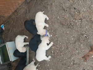 Catei Labrador vaccinați 2 luni - imagine 4