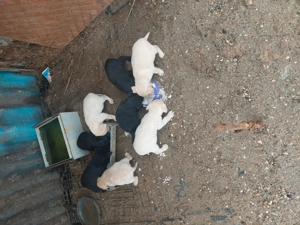 Catei Labrador vaccinați 2 luni - imagine 3