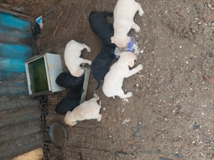 Catei Labrador vaccinați 2 luni - imagine 2