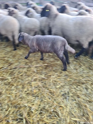 miel de vânzare 22 kg - imagine 3