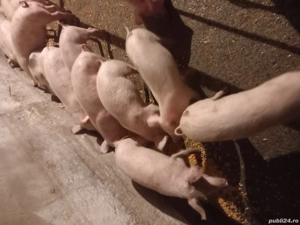 vand purcei  - imagine 3