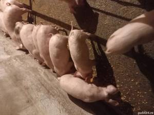 vand purcei  - imagine 2