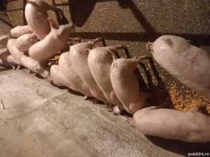 vand purcei  - imagine 4