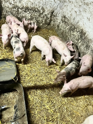 Purcei de vânzare!!! - imagine 2