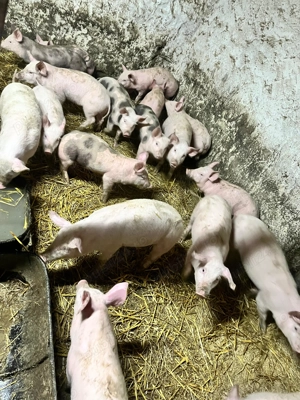 Purcei de vânzare!!! - imagine 4