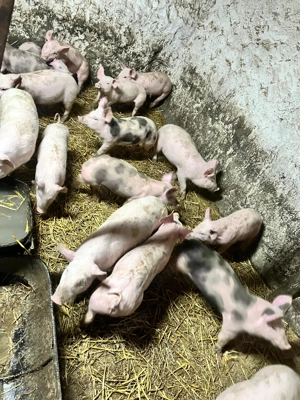 Purcei de vânzare!!! - imagine 3
