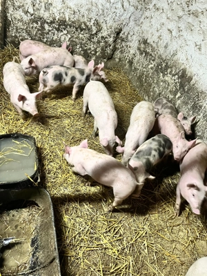 Purcei de vânzare!!! - imagine 5