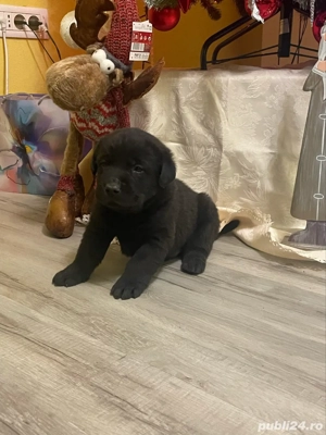 Labrador pui  - imagine 5