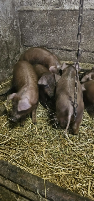  Purcei Rasa Marele Alb și Rasa Duroc 3Luni 800 și 850 Lei Com Lița Teleorman o733345270 - imagine 5