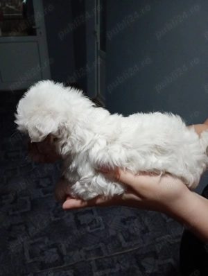 Bichoni maltezi talie mică  - imagine 4