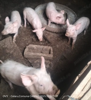 Vând purcei preț negociabil