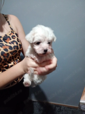 Bichoni maltezi talie mică 
